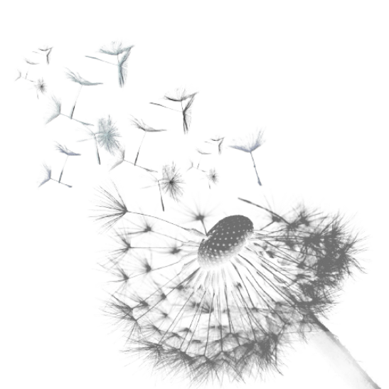 contact-dandelion-image